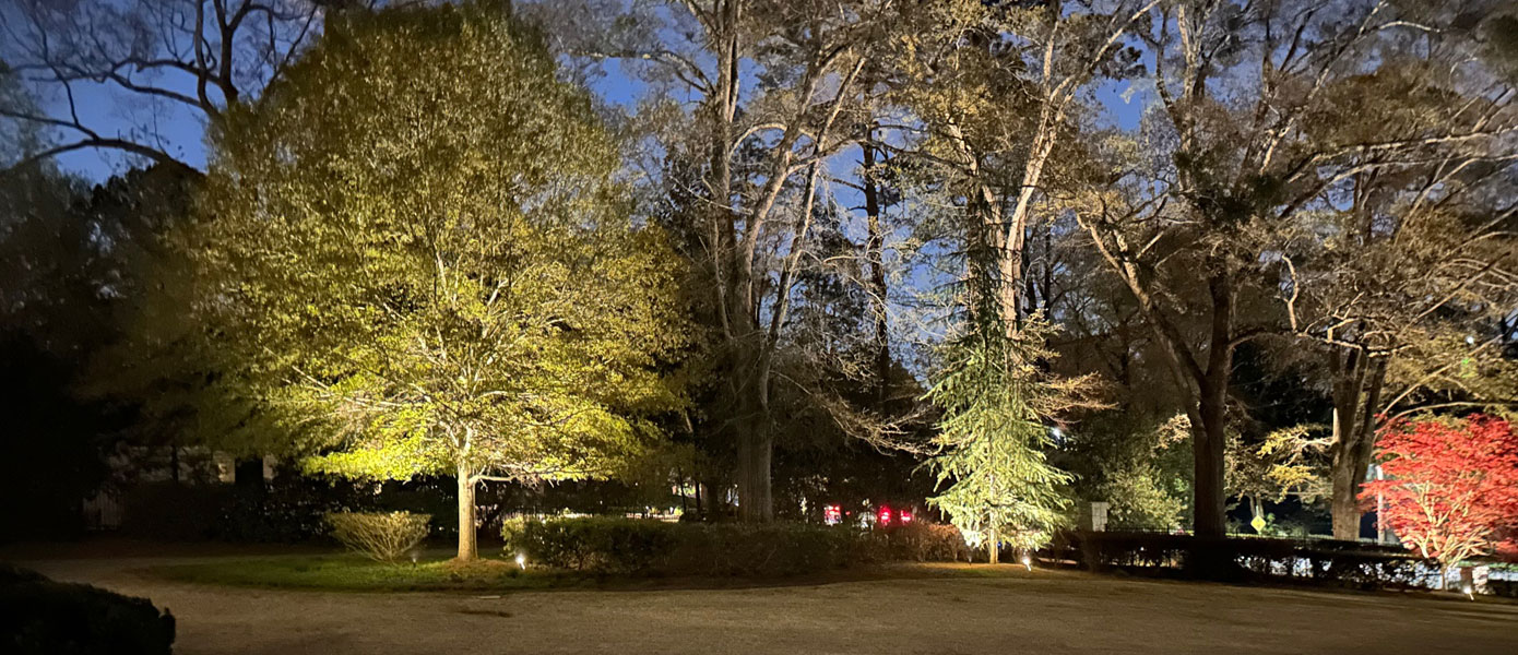 A group of trees lit up at nightDescription automatically generated with medium confidence